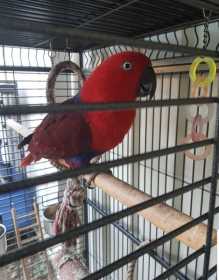 Stolen Eclectus