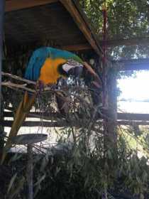 Stolen Macaw
