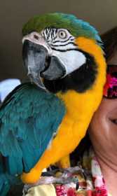Stolen Macaw
