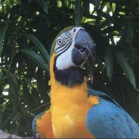 Stolen Macaw