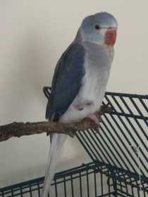 Stolen Indian Ringneck Parakeet