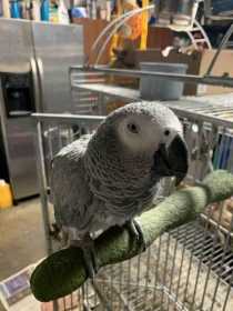 Stolen African Grey