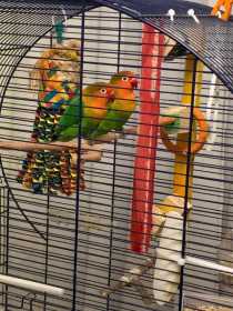 Stolen Lovebird