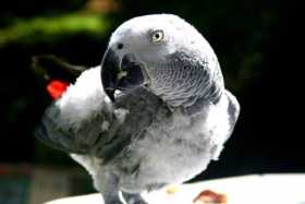 Stolen African Grey