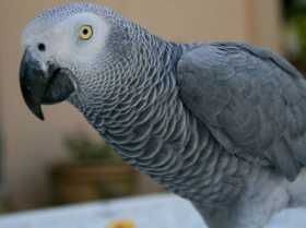 Stolen African Grey