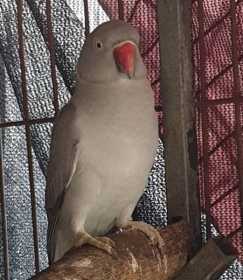 Stolen Indian Ringneck Parakeet