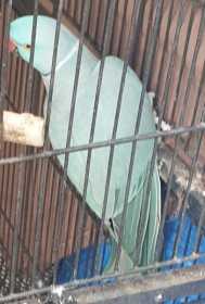 Stolen Indian Ringneck Parakeet