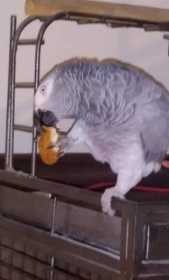 Stolen African Grey