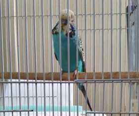 Stolen Budgerigar