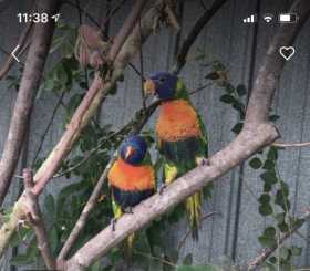 Stolen Lory / Lorikeet