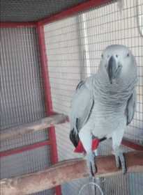 Stolen African Grey