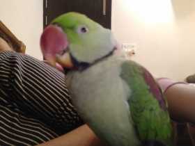 Stolen Alexandrine