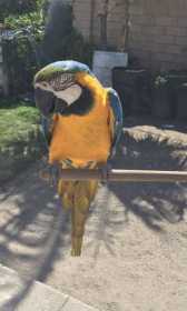 Stolen Macaw