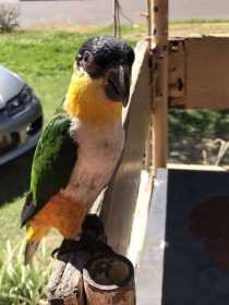 Stolen Caique
