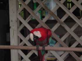 Stolen Macaw