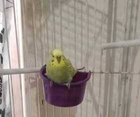 Stolen Budgerigar