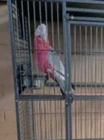 Stolen Galah Cockatoo