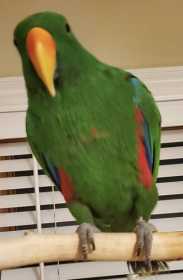 Stolen Eclectus