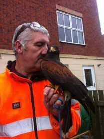 Stolen Hawk