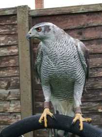Stolen Hawk