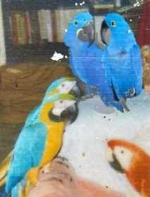 Stolen Macaw