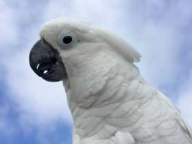 Stolen Cockatoo