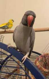 Stolen Indian Ringneck Parakeet