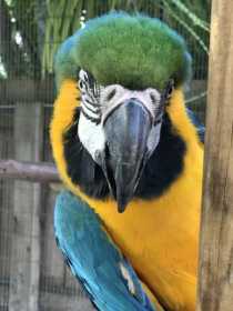 Stolen Macaw