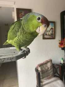 Stolen Red Crowned Amazon