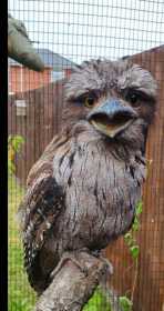Stolen Tawny frogmouth