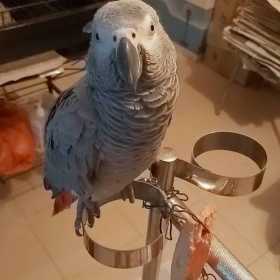 Stolen African Grey