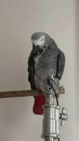 Stolen African Grey