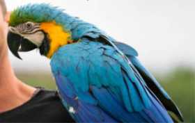 Stolen Macaw