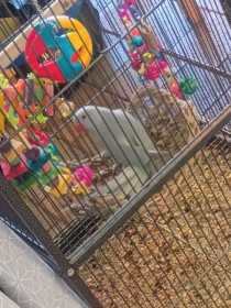 Stolen Australian Ringneck Parakeet