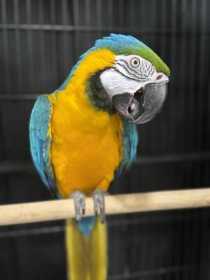 Stolen Macaw