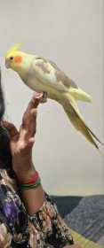 Stolen Cockatiel