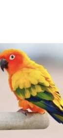 Stolen Conure