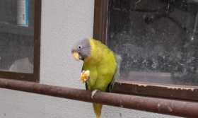 Stolen Plum-Headed Parakeet