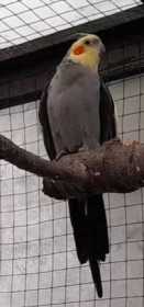 Stolen Cockatiel