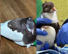 Stolen Pigeon