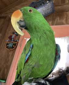 Stolen Eclectus