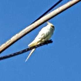 Sighting Cockatiel