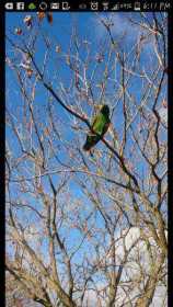 Sighting Eclectus