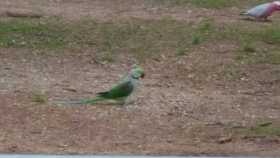 Sighting Alexandrine