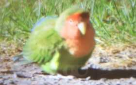 Sighting Lovebird