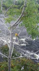Sighting Rosella
