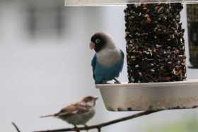 Sighting Lovebird
