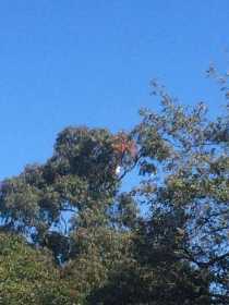 Sighting Cockatoo