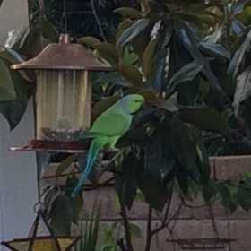 Sighting African Ringneck Parakeet
