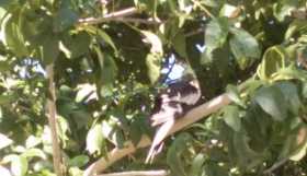 Sighting Cockatiel